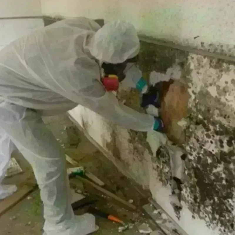 Mold Remediation and Removal in Duval County, FL